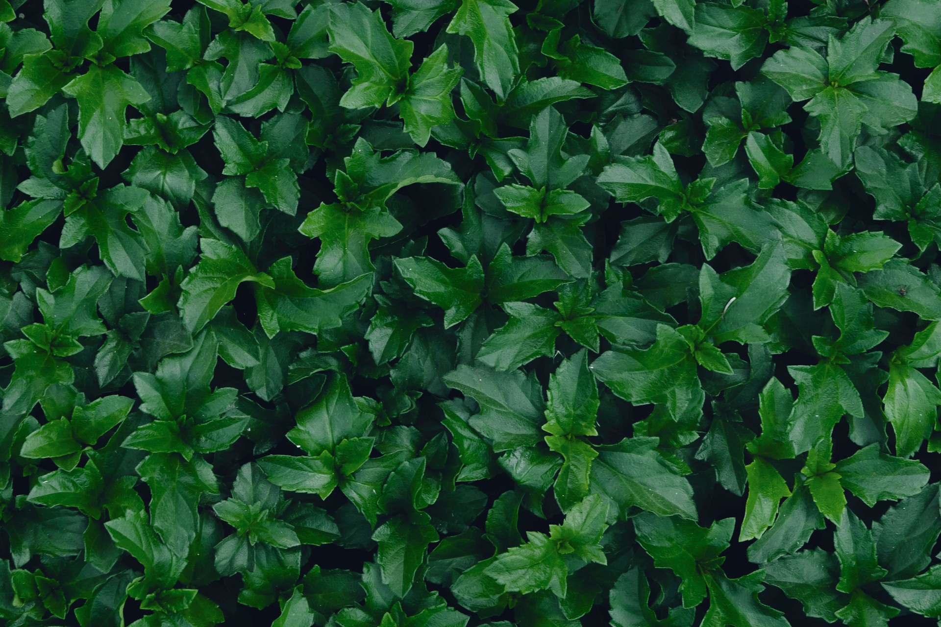 close up green leaf texture background
